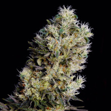 Amnesia Bilbo auto feminised (Genehtik)