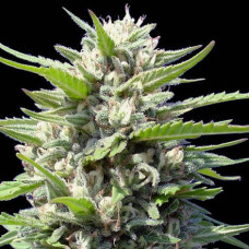 Northern Lights auto feminised (Genehtik)