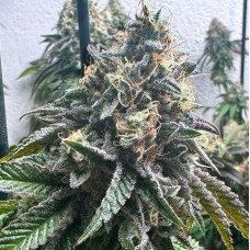 Strawbilbo Banana auto feminised (Genehtik)