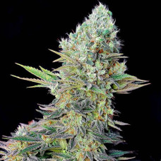 Northern Lights X feminised (Genehtik)