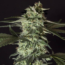Medizinal CBD feminised (Genehtik)