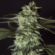 Семена конопли Medizinal CBD fem. Genehtik