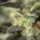 Семена конопли Medizinal CBD fem. Genehtik