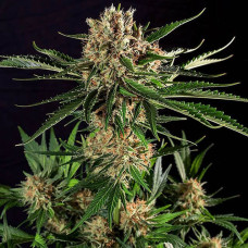 Txerri Bilbo Haze feminised (Genehtik)