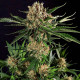 Семена конопли Txerri Bilbo Haze fem. Genehtik