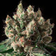 Семена конопли Txerri Bilbo Haze fem. Genehtik