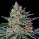 Семена конопли Txerri Bilbo Haze fem. Genehtik