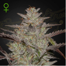 Alienz auto feminised (Green House Seeds)