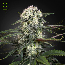 Auto-Bomb auto feminised (Green House Seeds)