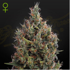 Big Bang auto feminised (Green House Seeds)