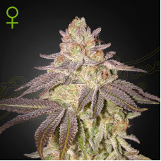 Black Toffee auto feminised (Green House Seeds)