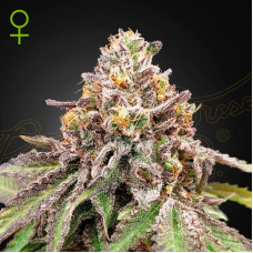 Blue Haze x Gelato 41 auto feminised (Green House Seeds)