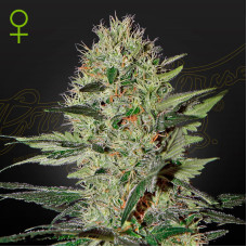 Exodus Cheese auto feminised (Green House Seeds)