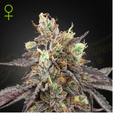 Gelato 41 x Gelato 41 auto feminised (Green House Seeds)