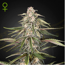 Green-O-Matic auto feminised (Green House Seeds)