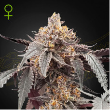 Guava x Gelato 41 auto feminised (Green House Seeds)