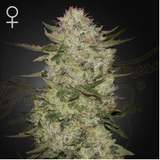 Highcloudz auto feminised (Green House Seeds)