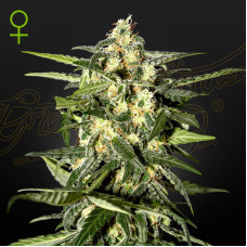 Jack Herer auto feminised (Green House Seeds)