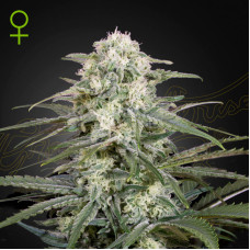 Kalashnikova auto feminised (Green House Seeds)