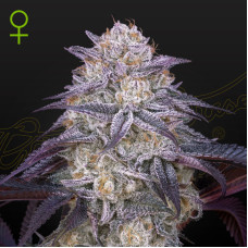 King's Juice auto feminised (Green House Seeds)