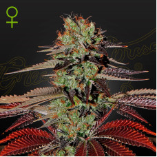 King's Kush auto feminised (Green House Seeds)