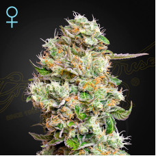 King's Kush CBD auto feminised (Green House Seeds)