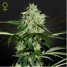 Northern Lights auto feminised (Green House Seeds)