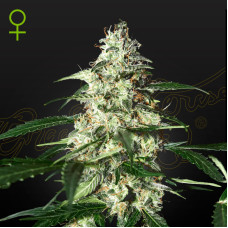 Skunk auto feminised (Green House Seeds)