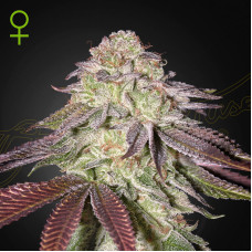 Sugarlato auto feminised (Green House Seeds)