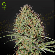 Super Bud auto feminised (Green House Seeds)