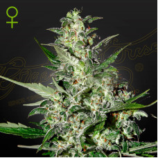 Super Critical auto feminised (Green House Seeds)