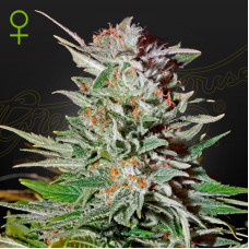 Super Lemon Haze auto feminised (Green House Seeds)