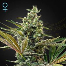 Super Lemon Haze CBD auto feminised (Green House Seeds)