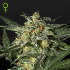 White Widow auto feminised (Green House Seeds)