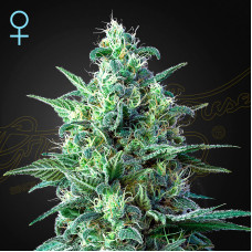 White Widow CBD auto feminised (Green House Seeds)