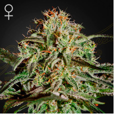 A.M.S. feminised (Green House Seeds)