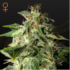 Afgooey feminised (Green House Seeds)