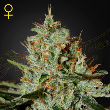 Alaskan Ice feminised (Green House Seeds)