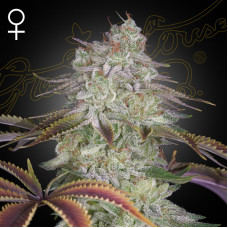 Alienz feminised (Green House Seeds)