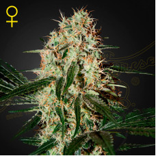 Arjan's Haze 3 feminised (Green House Seeds)