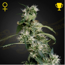 Arjan's Ultra Haze 2 (Mango Haze) feminised (Green House Seeds)