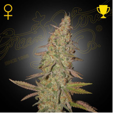 Arjan's Ultra Haze 1 feminised (Green House Seeds)