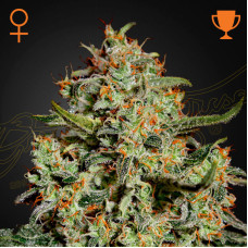 Big Bang feminised (Green House Seeds)