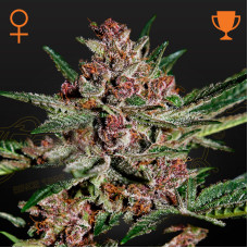 Bubba Kush feminised (Green House Seeds)