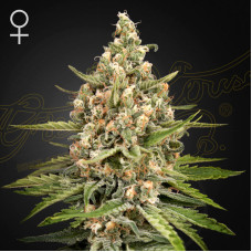 Bubba Slush feminised (Green House Seeds)