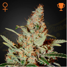 Chemdog feminised (Green House Seeds)