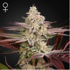 Chemical Bride feminised (Green House Seeds)