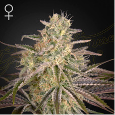 Cloud Walker feminised (Green House Seeds)