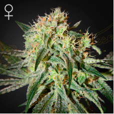 Damn Sour feminised (Green House Seeds)