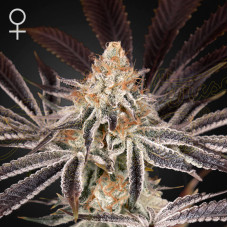 Dark Phoenix feminised (Green House Seeds)